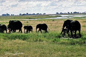 botswana0029