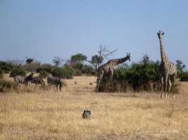 botswana0053