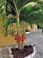 cortile fuerte de san miguel